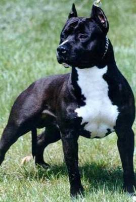 pit bolle